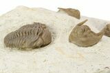 Three Cordania Wessmani Trilobites & A Paciphacops - Oklahoma #110728-6